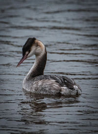 Swan swimming in lake