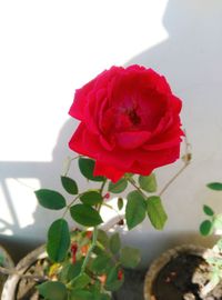 Close-up of red rose