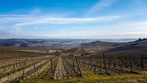 Scenic view of vineyard against sky