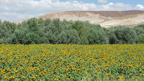 Flowers growing in field