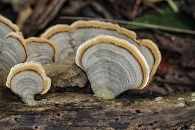 Close-up of snail on wood