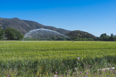 Scenic view of field against clear sky