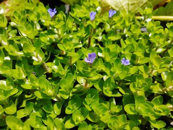 High angle view of purple flowering plants