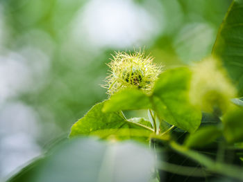 Close-up of green plant