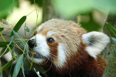 red panda