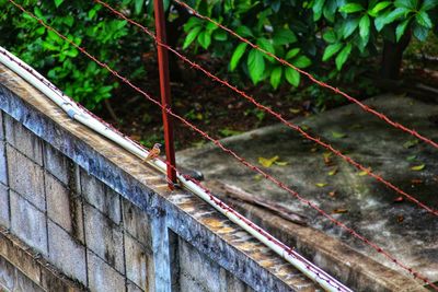 View of bird on wall