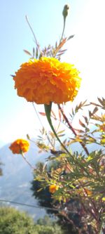 Close-up of yellow flowering plant against sky