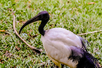 Close-up of a bird perching on a field