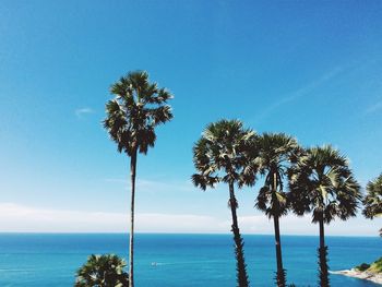 Palm trees on beach against clear blue sky