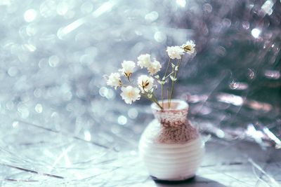 Close-up of fresh white flowers in glass vase on table