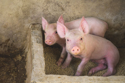Close-up of pig
