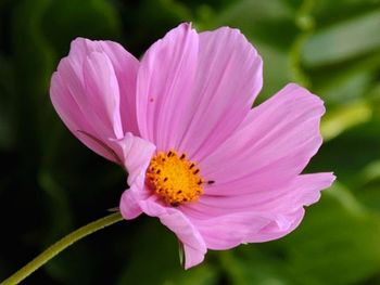 Close-up of pink flowers