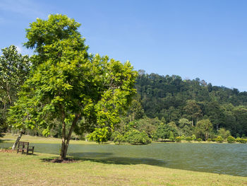 Trees by lake against clear sky