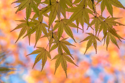 Close-up of maple leaves on branch