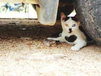 Portrait of white cat