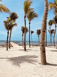 Palm trees on beach