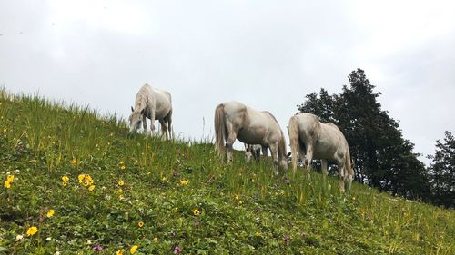 View of horses on field against sky