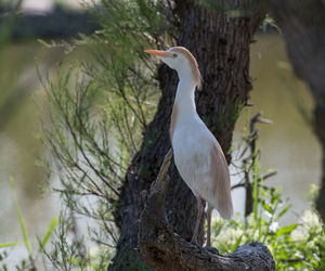 High angle view of gray heron perching on a tree