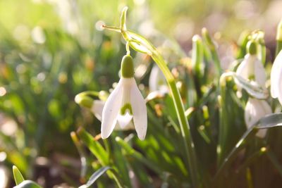 Close-up of white flowers