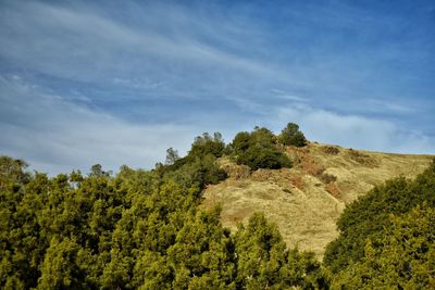 Scenic view of trees against sky