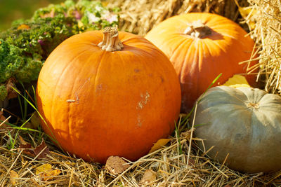 pumpkin