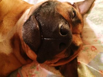 Close-up portrait of dog