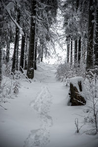 Snow covered trees in forest