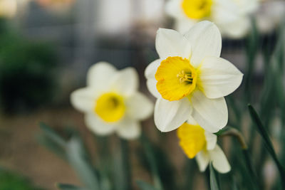 Close-up of yellow flowering plant