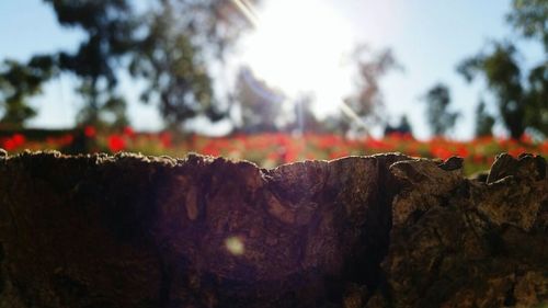 Close-up of tree trunk