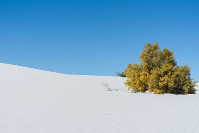 Tree on snow covered land against clear blue sky