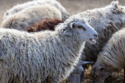 The sheep peacefully graze in the pen. a lot of beautiful lambs. the rays of the sun