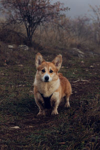 Close-up of dog on field