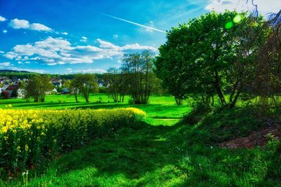 Scenic view of field against sky