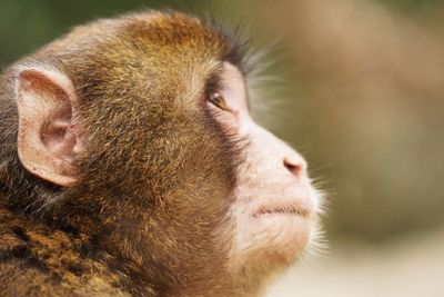 Close-up of japanese macaque