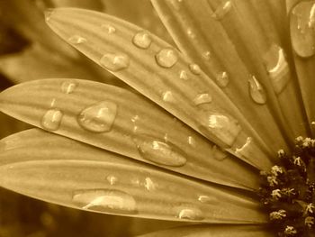Full frame shot of water drops on ground