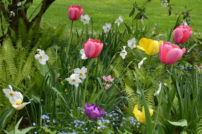 Close-up of pink tulips