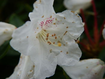 Close-up of white flower blooming outdoors