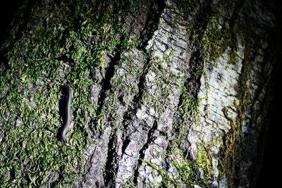 Close-up of moss on tree trunk