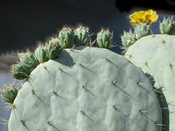 Close-up of prickly pear cactus