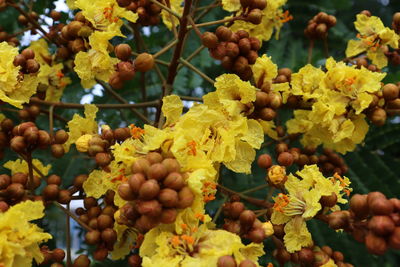 Close-up of yellow flowering plants