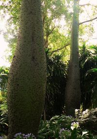 Low angle view of trees in forest