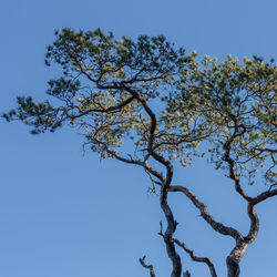 Low angle view of tree against clear blue sky