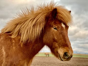 Horse in ranch