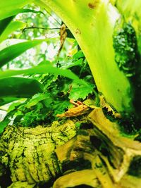 Close-up of insect on leaves