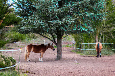 Horse standing in ranch