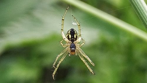 Close-up of spider on web