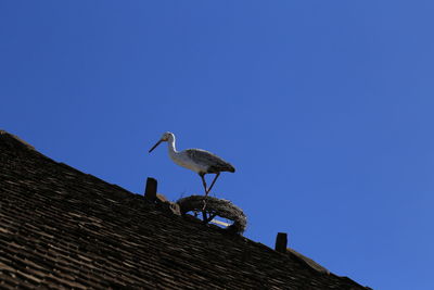 Low angle view of bird perching on roof against clear blue sky