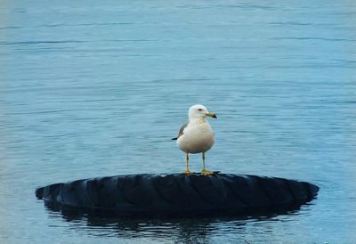 Seagull perching on a sea