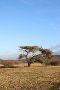 Tree on field against sky