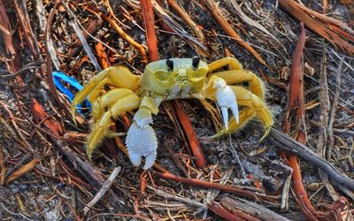High angle view of a reptile on field